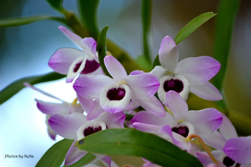 Wild orchids