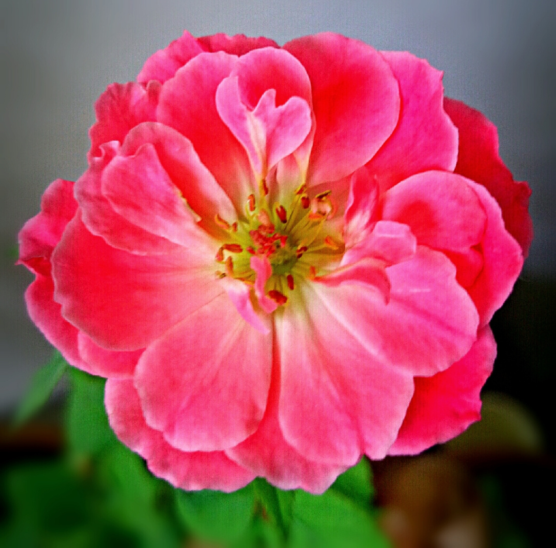 pink summer bloom 