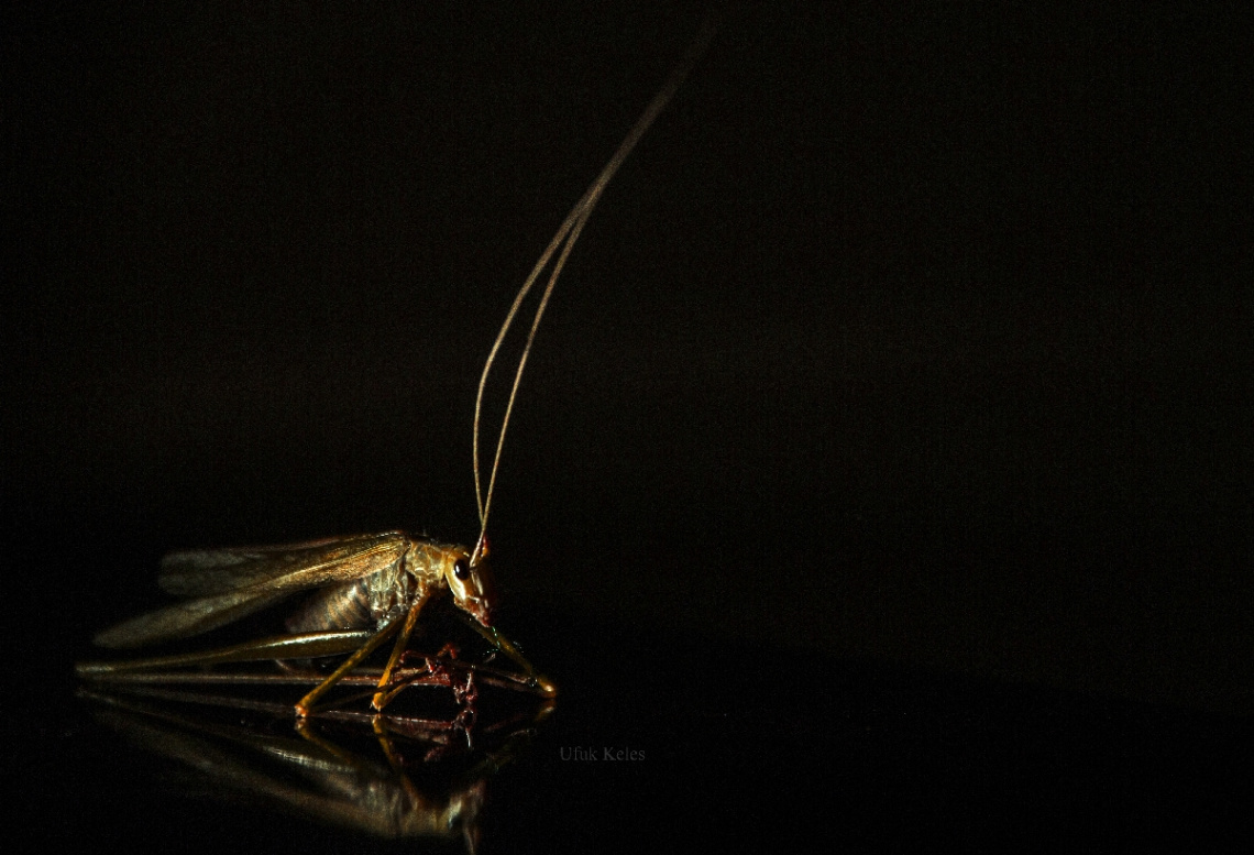 Grasshopper