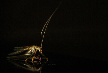 Grasshopper