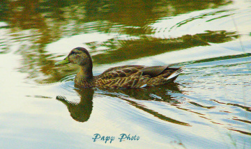 duck