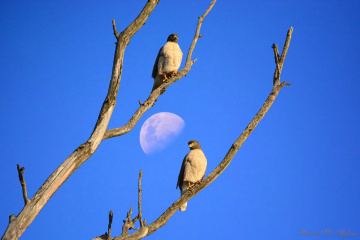 Sun and moon