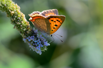 MİNİ MİNİ YAŞAMLAR (170) ...........
