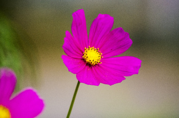 Cosmos