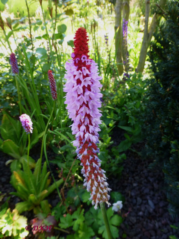 Blüte