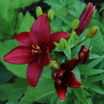 Among other Flowers...