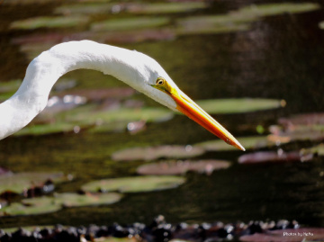 An eye on fish