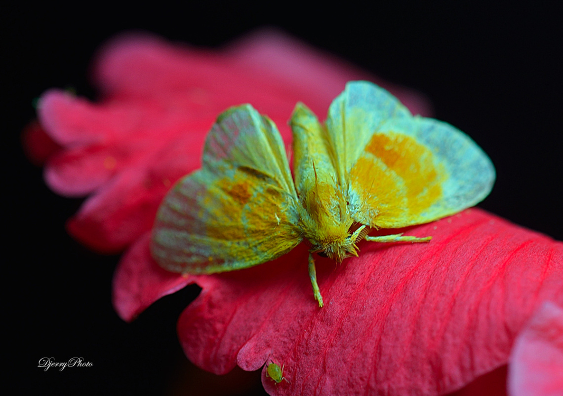 Mini Butterfly