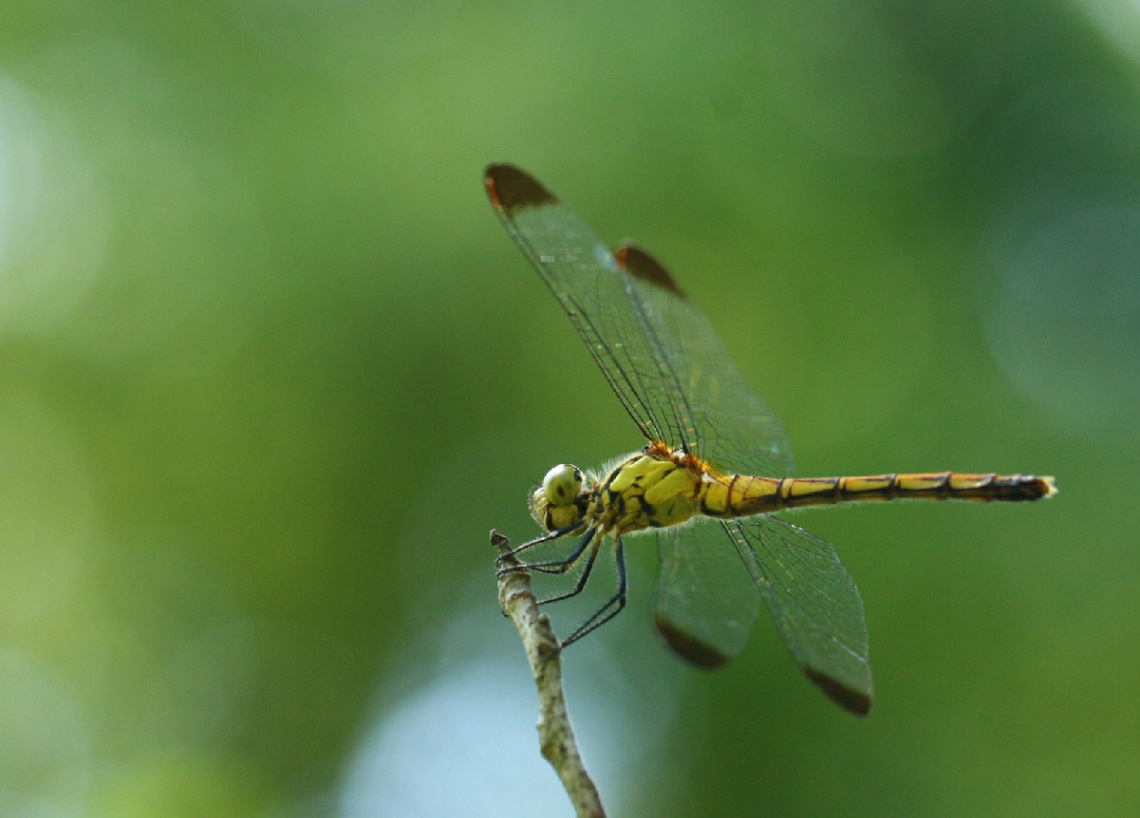 Dragonfly