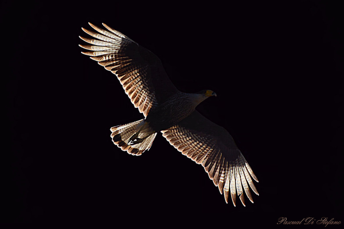 Fired wings