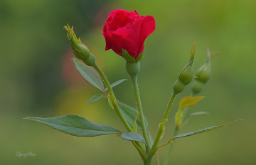 Rose