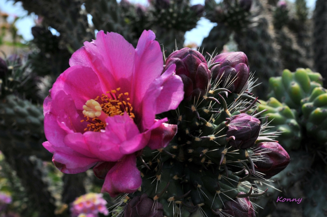 cactus flower