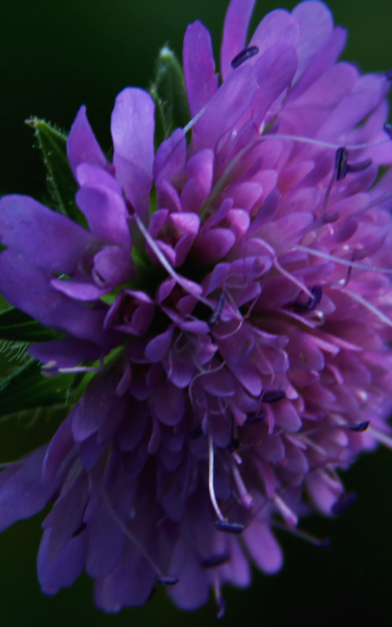 Purple...