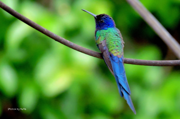 Hummingbird in the city