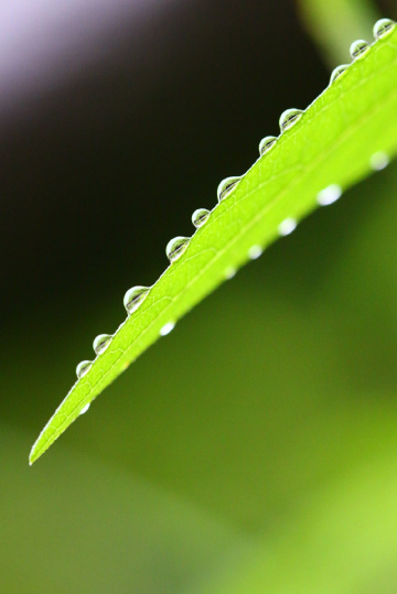 Macro