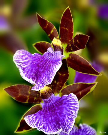 Orchids