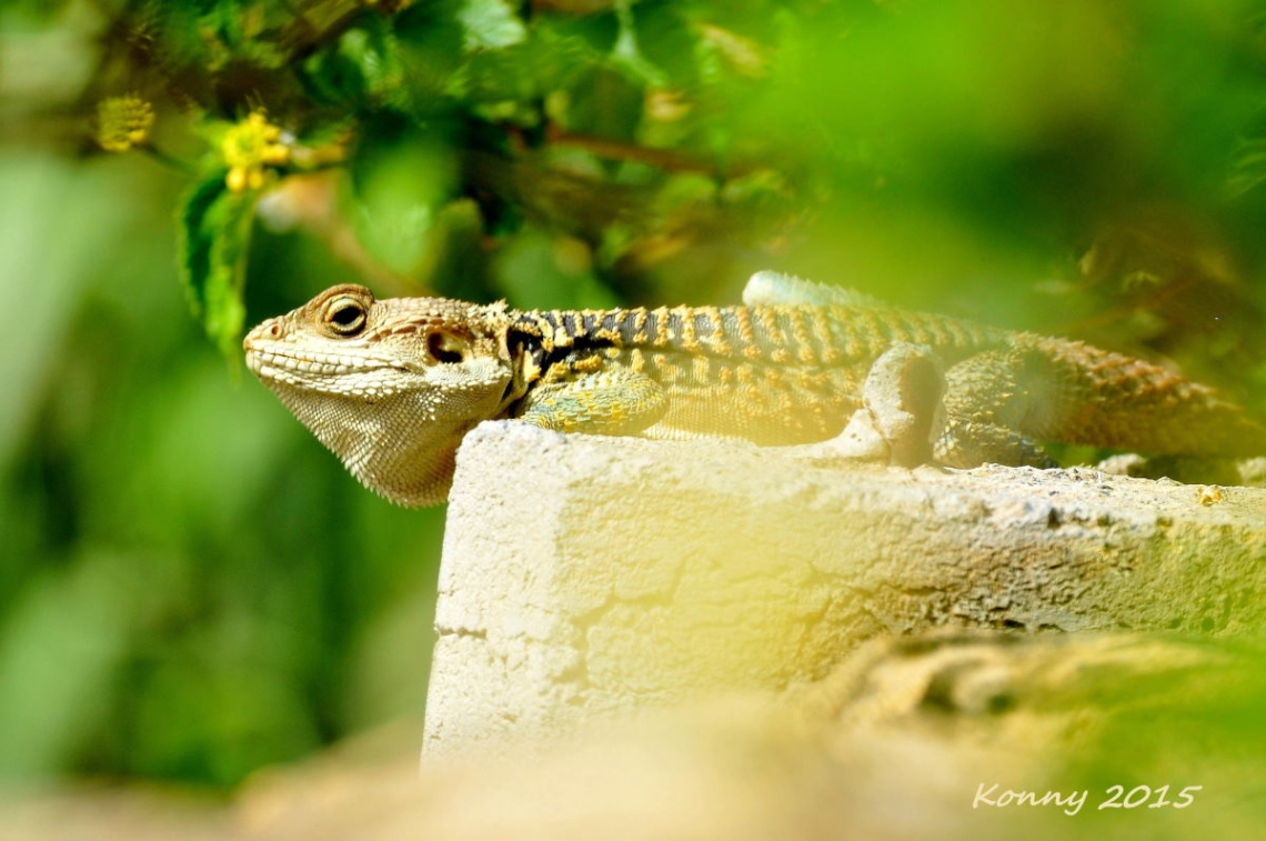 GOOD MORNİNG... :))