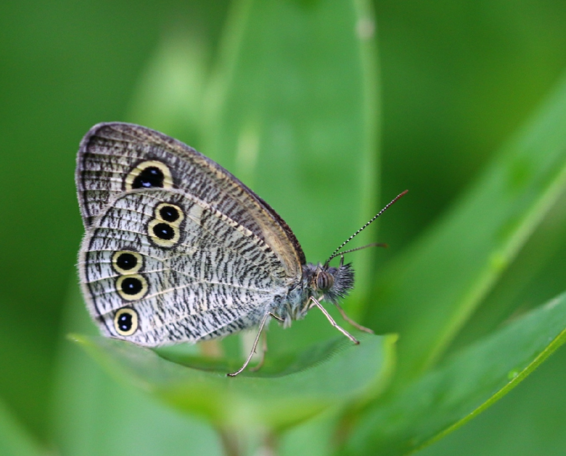 888 butterfly