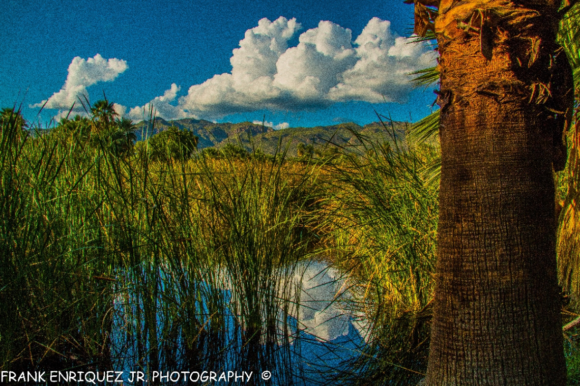 Agua Caliente Park In Tucson Arizona  9/6/15