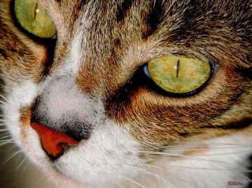 Details of the cat's eyes