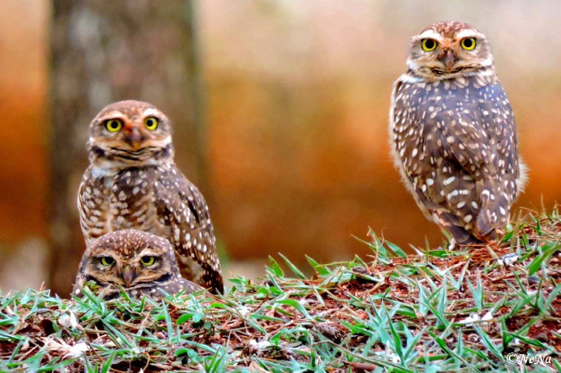 Family together