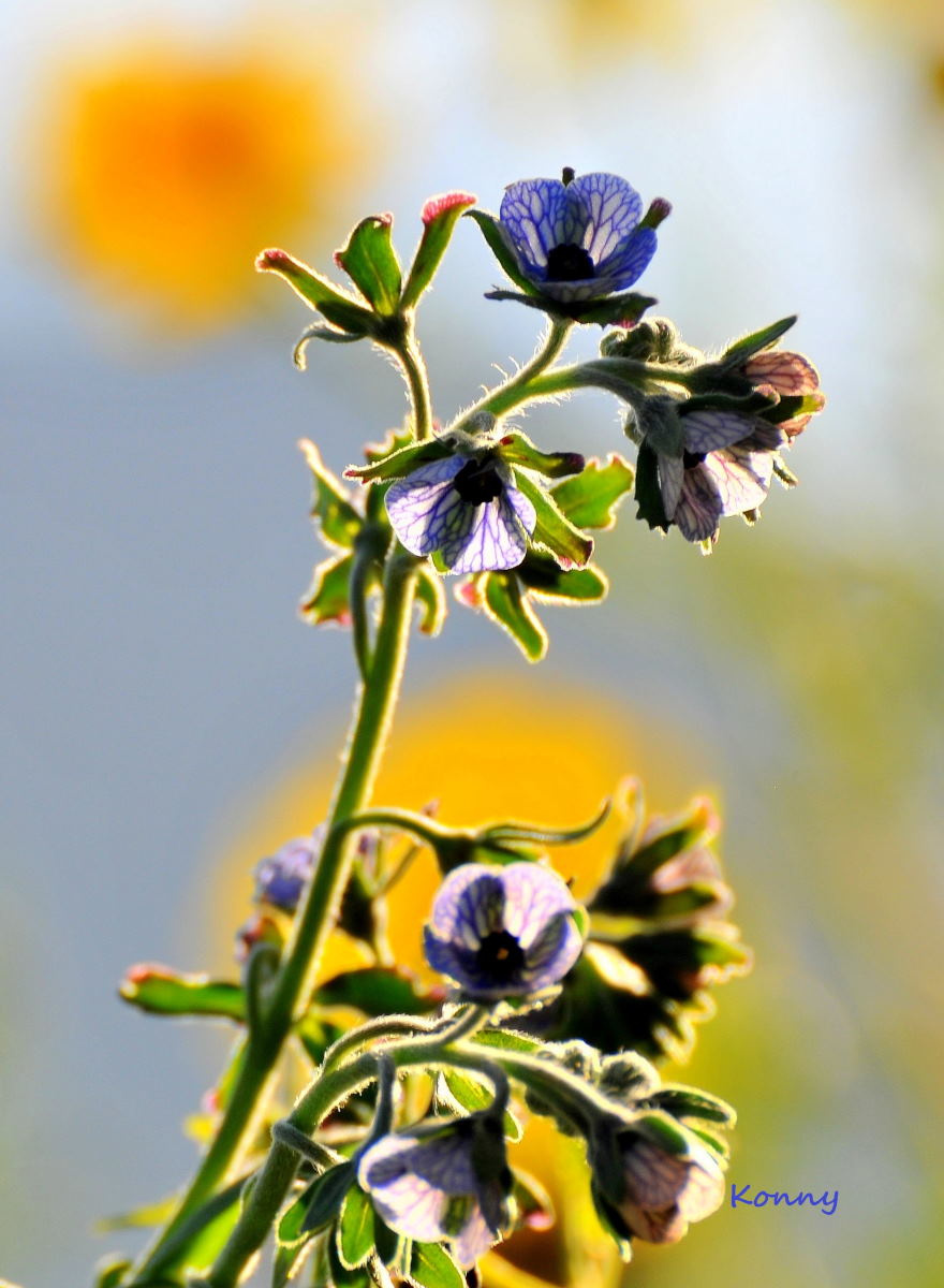 one flower. 
