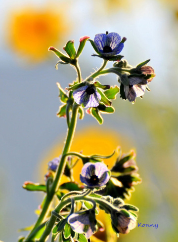 one flower. 