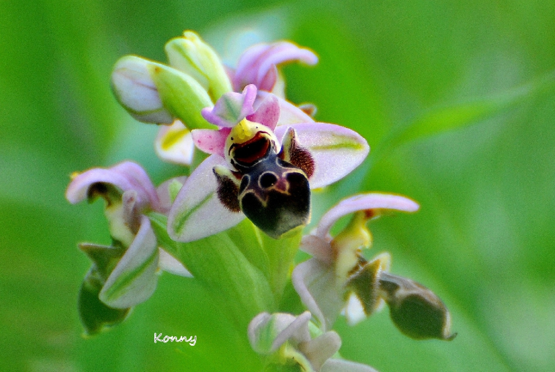 wild orchid ... cyprus 