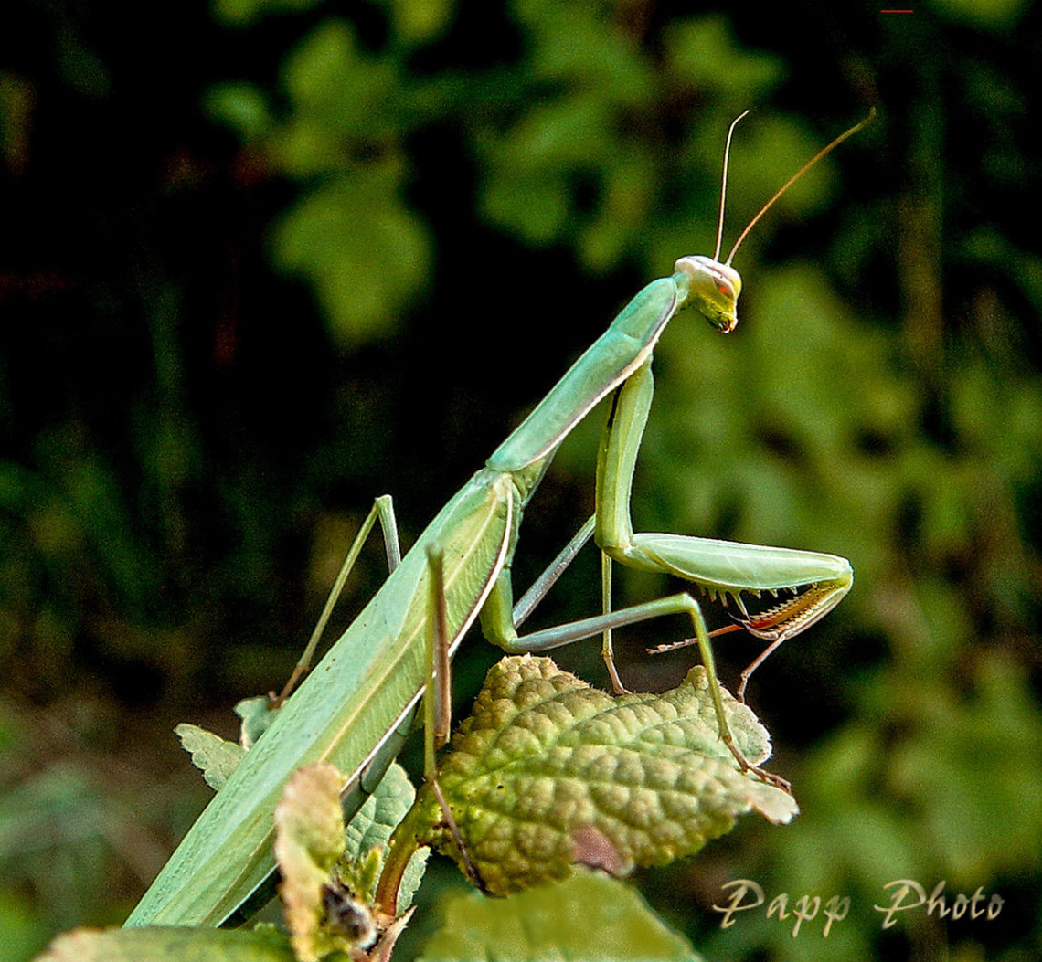 mantis