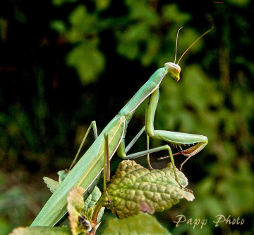 mantis