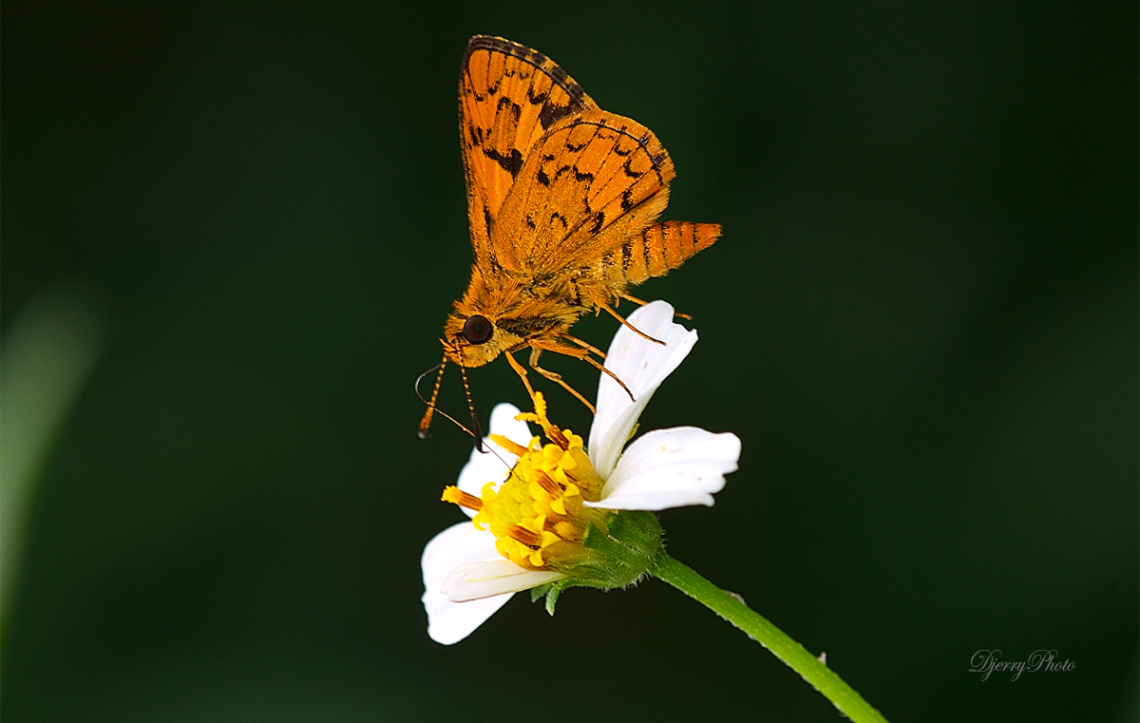 Mini Butterfly