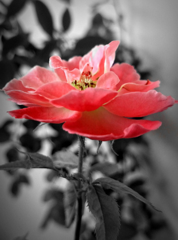 pink blooms 