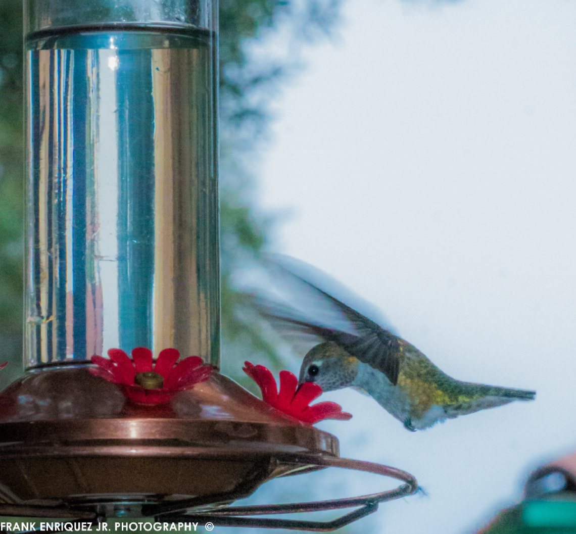 Humming Bird  -  9/9/15