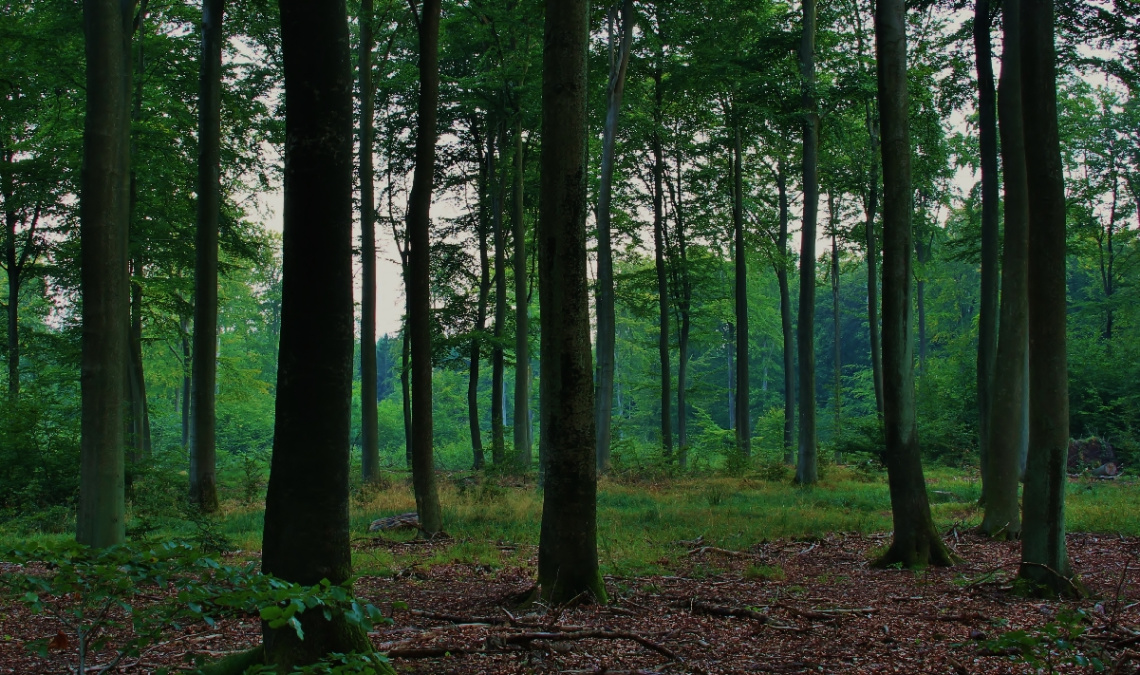 A morning in the forest