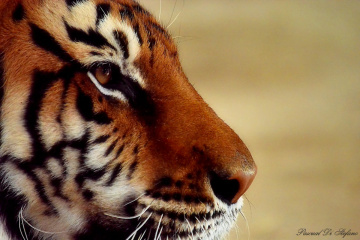 Dangerous profile
