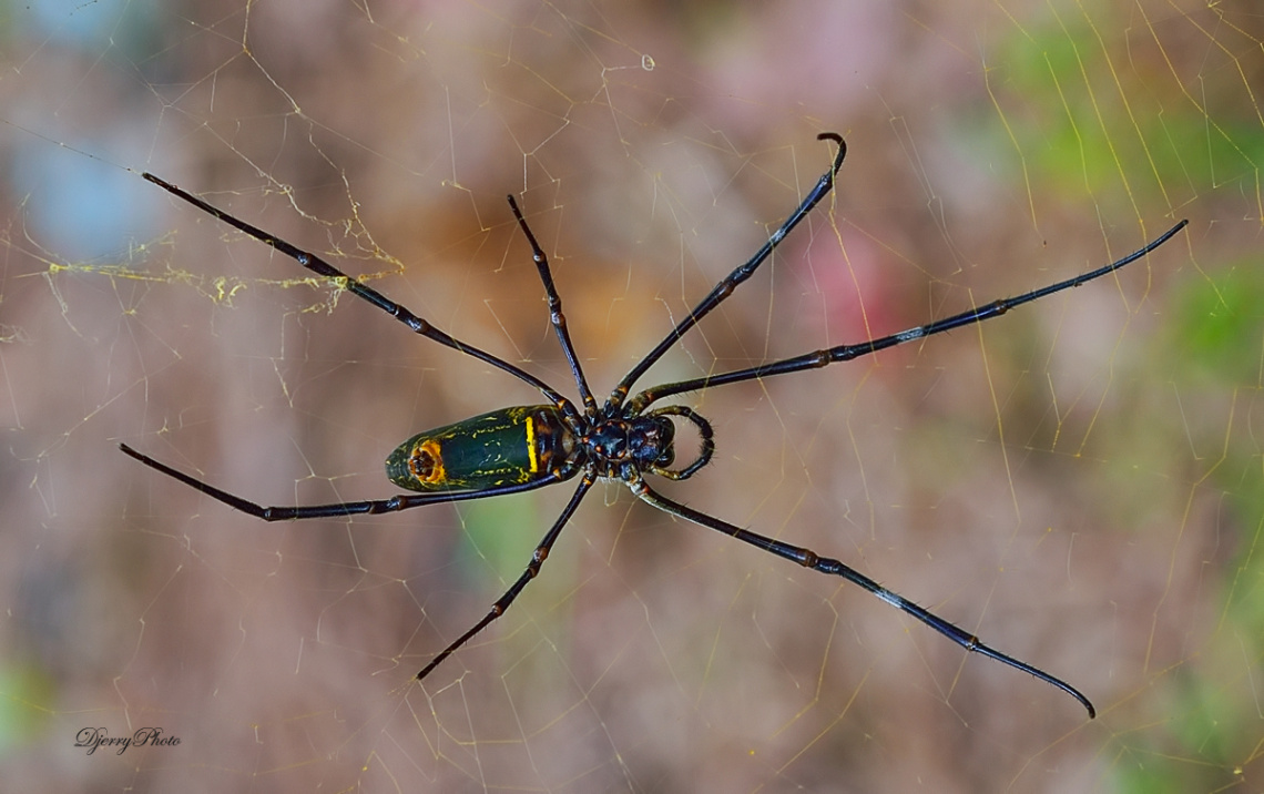 Spider