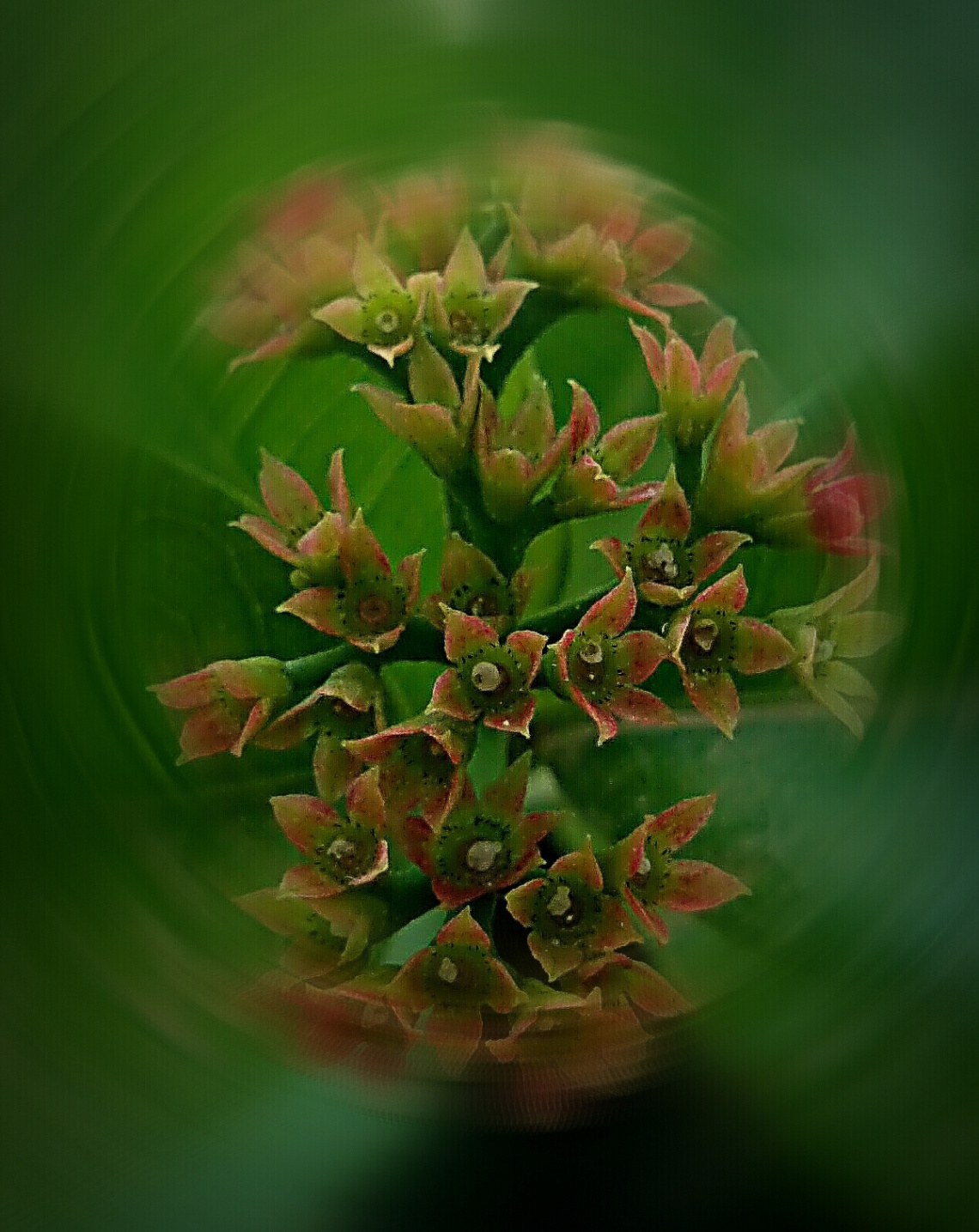 Seasonal Bloom 