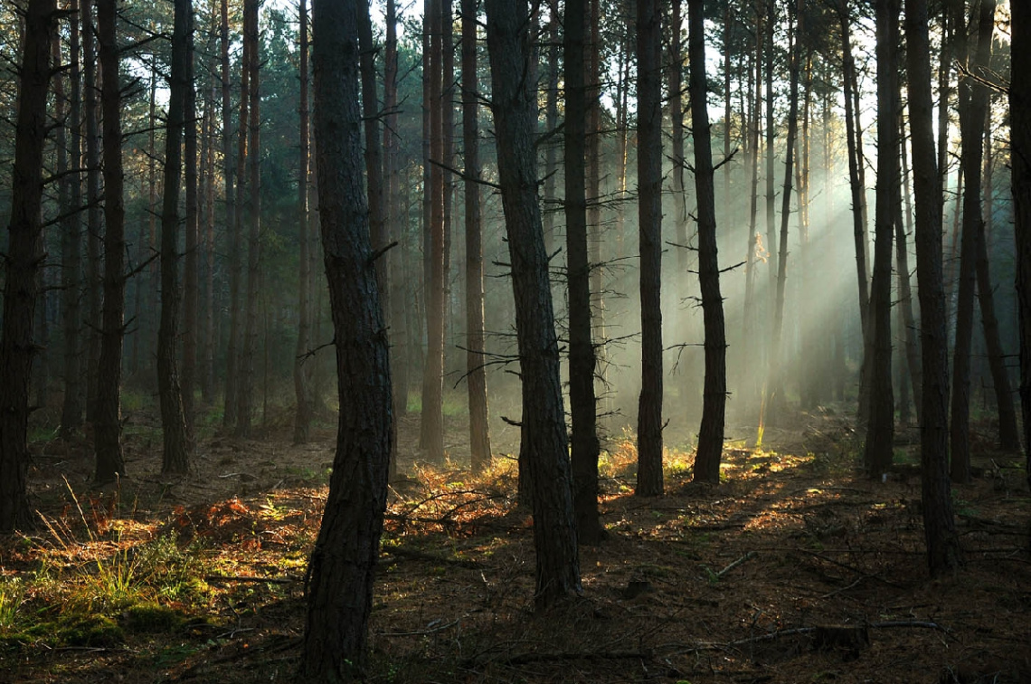...the sun peeks into the forest
