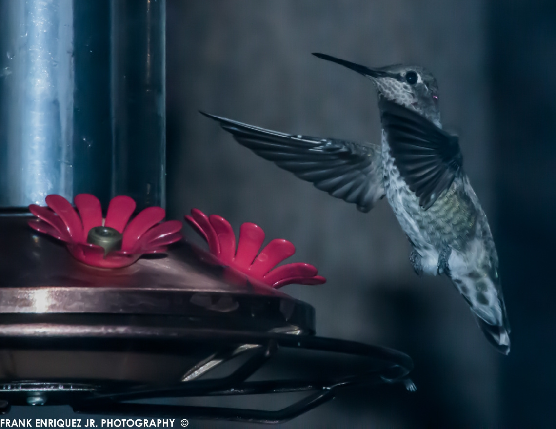 Humming Bird  -  9/9/15
