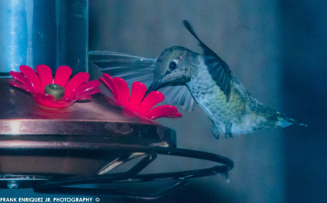 Humming Bird  -  9/9/15