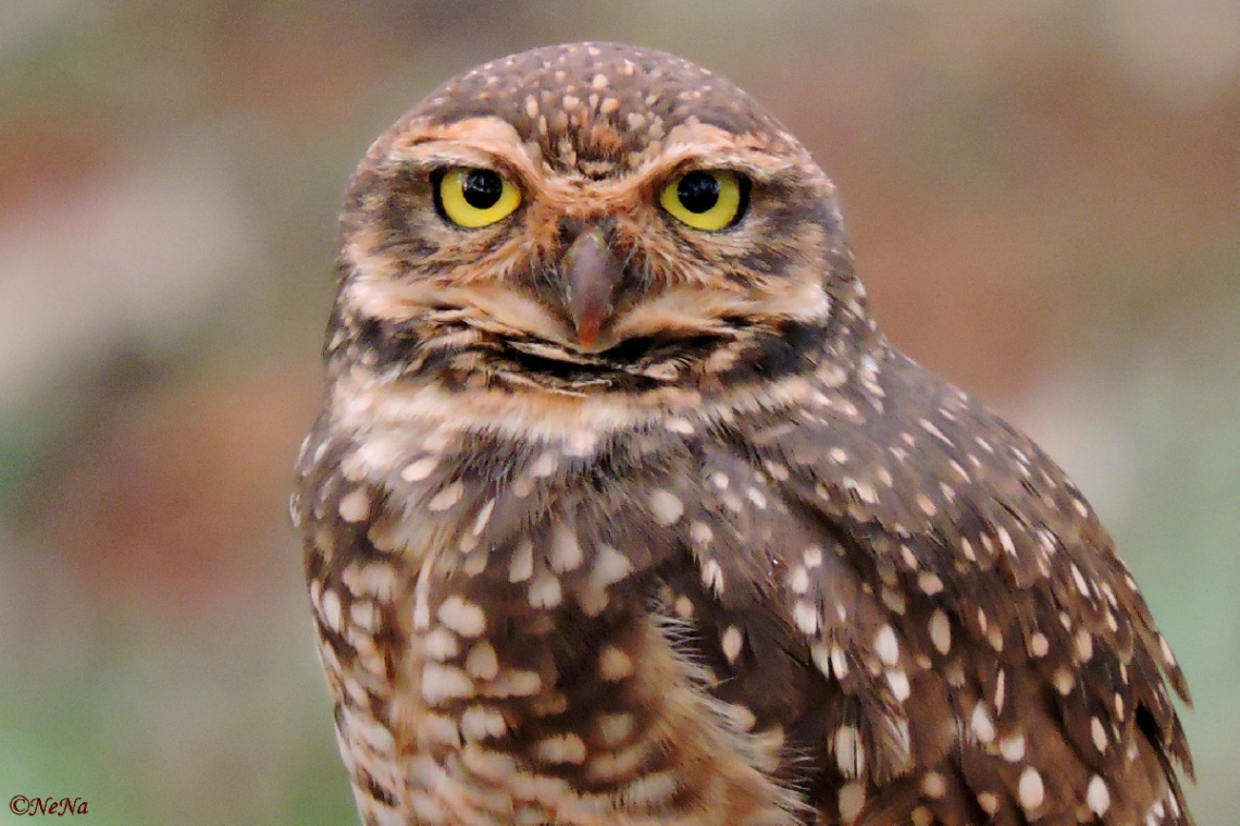 Looking at you