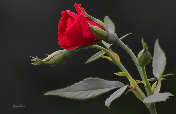 Rose