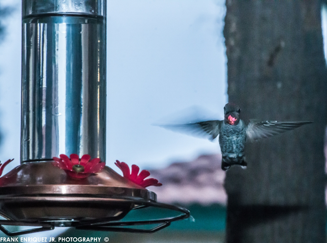 Humming Bird  -  9/9/15