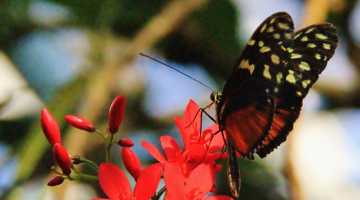 Free to fly