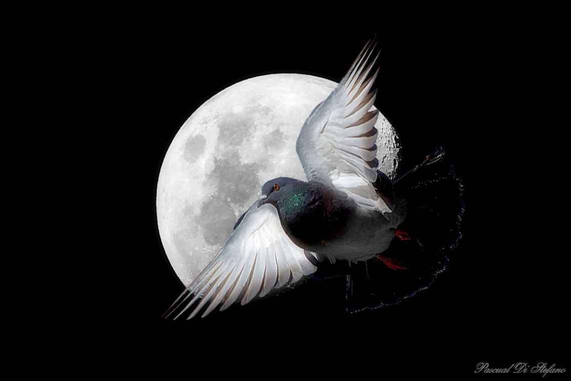 Moon