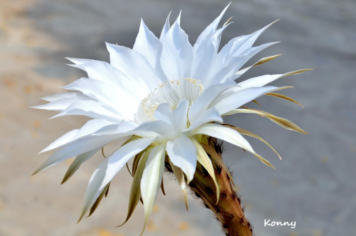 cactus flower 