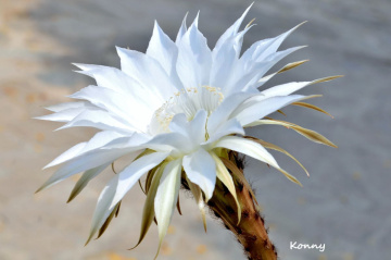 cactus flower 