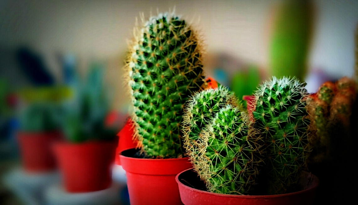 Cactus 