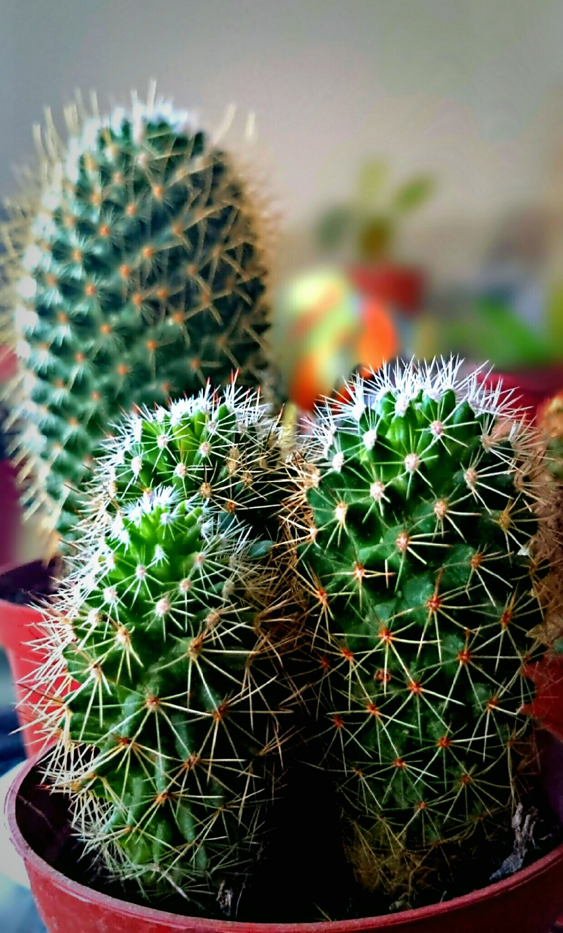 Cactus II