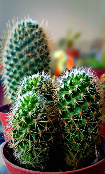 Cactus II